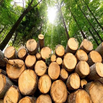 تاریخچه چوب و کاربرد چوب ترمو